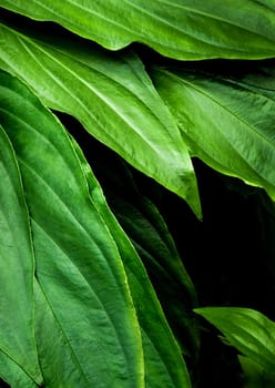 Top view of full frame freshness tropical leaves surface texture in dark tone as rife nature background
