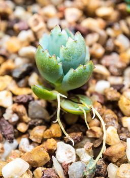 Sapling of Kalanchoe growing up on the gravel soil