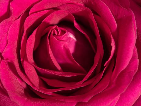 Close up beautiful pink rose , Sweet color natural floral background