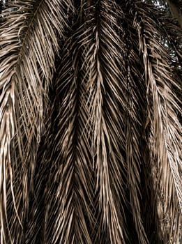 Brown strips of dry palm leaf parts. Abstract background