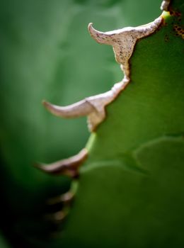 Agave succulent plant freshness texture on leaves surface with thorn of Agave titanota Gentry