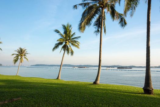 Coconut trees near the beach with green grass