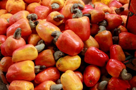 santo antonio de jesus, bahia / brazil - november 20, 2007: cashew harvest in the city of Santo Antonio de Jesus.


