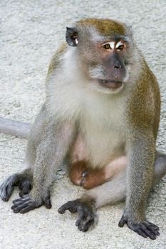 Brown monkey walking and playing in a park while looking for food