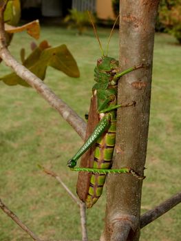 salvador, bahia / brazil - december 4, 2010: grasshopper insect is seen in garden in the city of Salvador.

