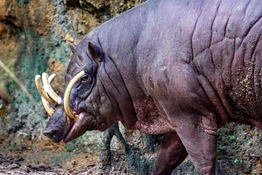 Babirusa deer-pigs Babyrousa while looking for food on a wet soil or mud. The babirusas, also called deer-pigs are a genus, Babyrousa, in the swine family found in Wallacea.