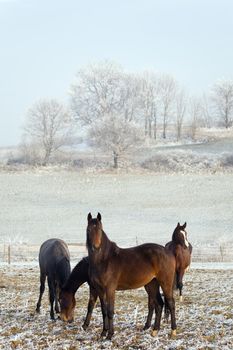 Four horses in a winter landscape, eating