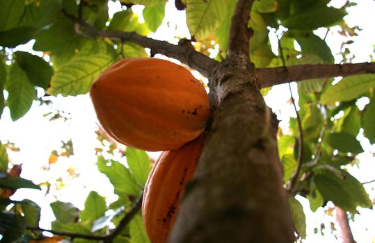 ilheus, bahia / brazil - august 6, 2008: cocoa plantation in a rural area in the city of Ilheus in southern Bahia.