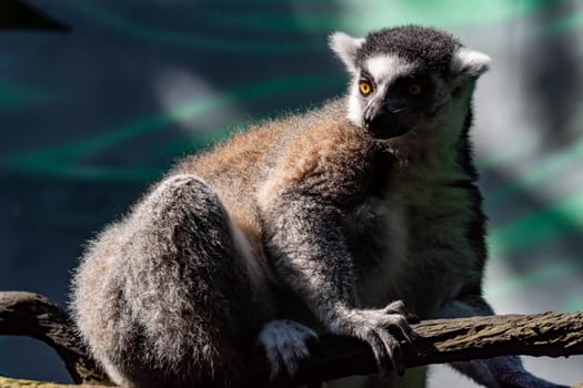 A ring tailed Lemur catta while sitting on a tree branch observing. A colored wildlife photo with green nature background