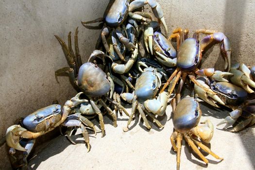 conde, bahia / brazil - january 5, 2008: guaiamum crab breeding site is seen in the city of conde.