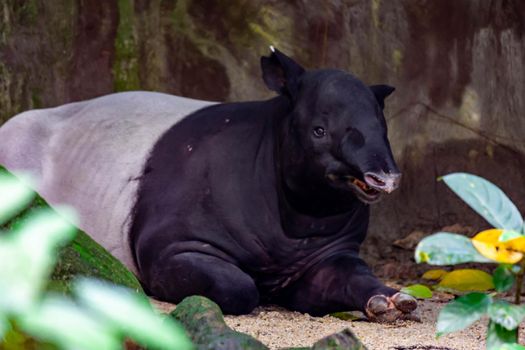 A malayan tapir asian tapir cipan, tenuk or badak tampung tapirus while resting. a colurful wildlife photo of an endangered animal.
