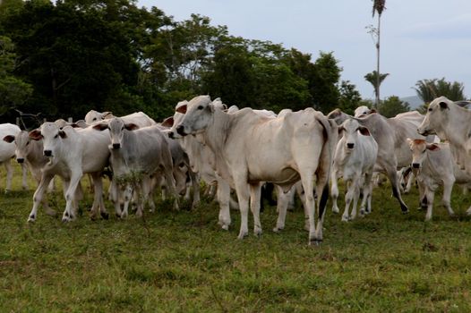 conde, bahia / brazil - april 5, 2008: Nellore cattle breeding is seen on a farm in the municipality of Conde.
