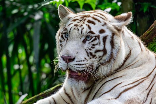 A closeup photo of a white tiger or bengal tiger while staring showing interest on someone. White tiger are also being called as bleached tiger.