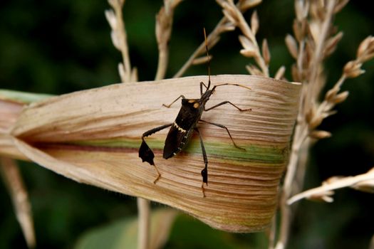 conde, bahia / brazil - october 6, 2013: corn plantation infested with insect bug (Leptoglossus zonatus). Agricultural pest, especially in cereal plantations.