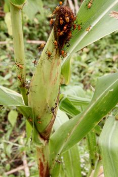 conde, bahia / brazil - october 6, 2013: corn plantation infested with insect bug (Leptoglossus zonatus). Agricultural pest, especially in cereal plantations.