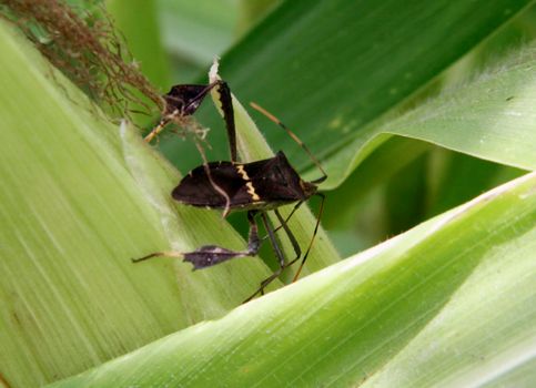 conde, bahia / brazil - october 6, 2013: corn plantation infested with insect bug (Leptoglossus zonatus). Agricultural pest, especially in cereal plantations.