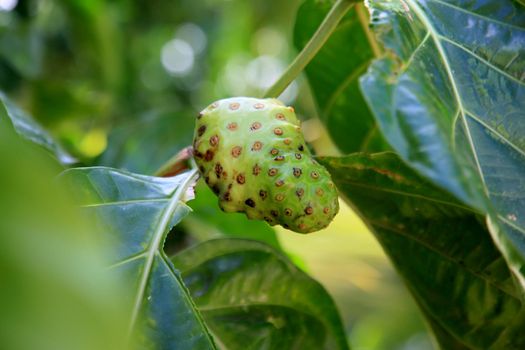 salvador, bahia, brazil - january 6, 2021: morinda citrifolia fruit, commonly known as noni, is seen on a street in the city of Salvador.
