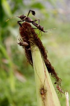 conde, bahia / brazil - october 6, 2013: corn plantation infested with insect bug (Leptoglossus zonatus). Agricultural pest, especially in cereal plantations.