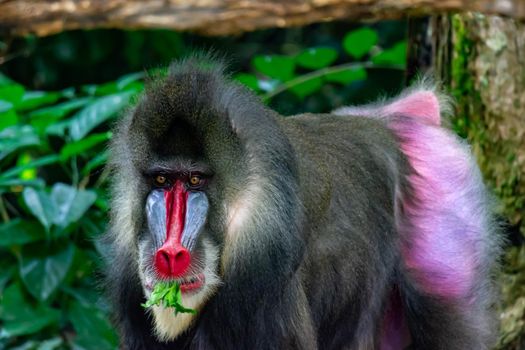 Close up shot of a primate mandrill baboon or genus Mandrillus. Colorful wildlife photo with green background