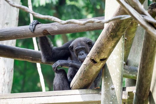 A chimpanzee while hiding in woods and observing in a zoo in singapore