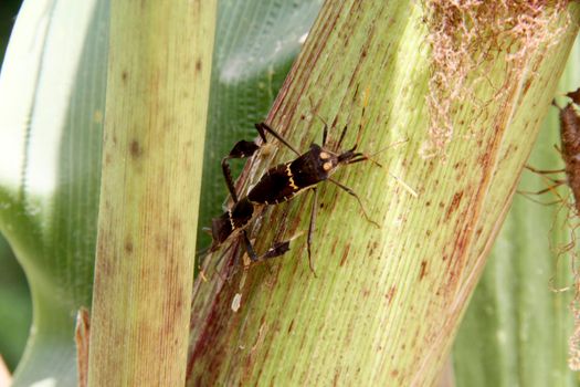 conde, bahia / brazil - october 6, 2013: corn plantation infested with insect bug (Leptoglossus zonatus). Agricultural pest, especially in cereal plantations.