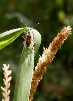 conde, bahia / brazil - october 6, 2013: corn plantation infested with insect bug (Leptoglossus zonatus). Agricultural pest, especially in cereal plantations.