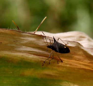 conde, bahia / brazil - october 6, 2013: corn plantation infested with insect bug (Leptoglossus zonatus). Agricultural pest, especially in cereal plantations.