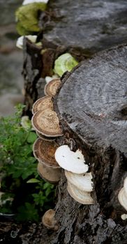 salvador, bahia / brazil - june 7, 2020: fungi are seen on a log in the city of Salvador.