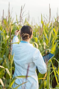Scientist in corn field testing a new GMO breed looking pleased