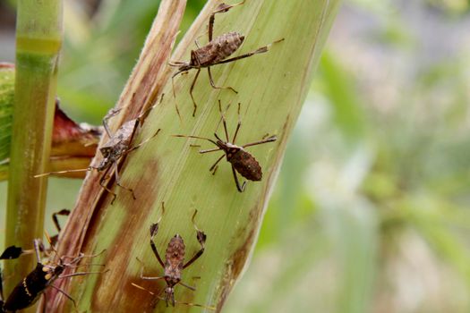 conde, bahia / brazil - october 6, 2013: corn plantation infested with insect bug (Leptoglossus zonatus). Agricultural pest, especially in cereal plantations.