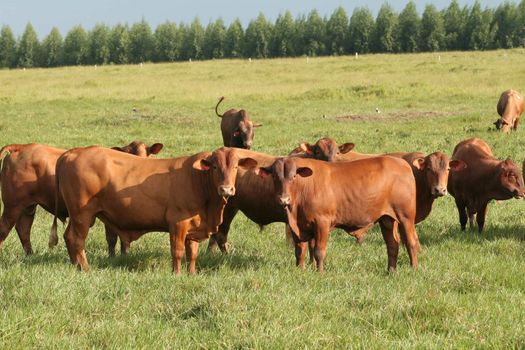 eunapolis, bahia / brazil - June 08, 2009: Animals are seen at cattle ranch in the city of Eunapolis.