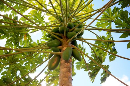 salvador, bahia / brazil - july 8, 2020: papaya plantation in the city of Salvador.