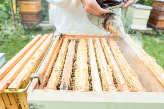 Beekeeper working with smoke on his bees outdoors