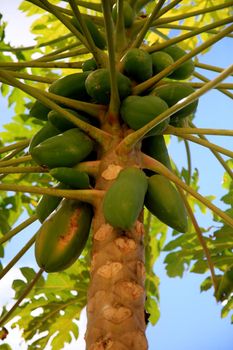 salvador, bahia / brazil - july 8, 2020: papaya plantation in the city of Salvador.