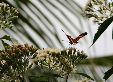 conde, bahia / brazil - september 8, 2012: butterfly is seen in the rural area of the city of Conde.

