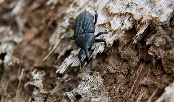 salvador, bahia / brazil - february 8, 2020: beetle is seen on a tree trunk in the city of Salvador.
