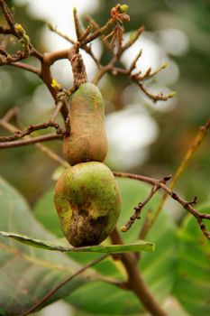 salvador, bahia / brazil - november 22, 2013: Cashew nuts are seen in cashew trees in plantation in the city of Salvador.