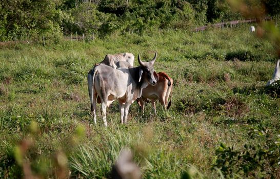 mata de sao joao, bahia / brazil - november 8, 2020: cows and bull are seen on a farm in the rural area of the city of Mata de Sao Joao.