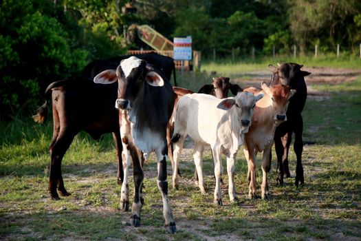 mata de sao joao, bahia / brazil - november 8, 2020: calves are seen on a farm in the rural area of the city of Mata de Sao Joao.