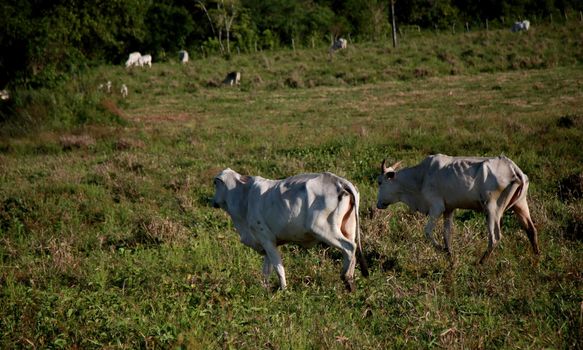 mata de sao joao, bahia / brazil - november 8, 2020: dairy cows are seen on a farm in the rural area of the city of Mata de Sao Joao.