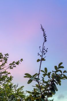 Bunch of pods and seeds of Lagerstroemia trees and colors of the evening sky