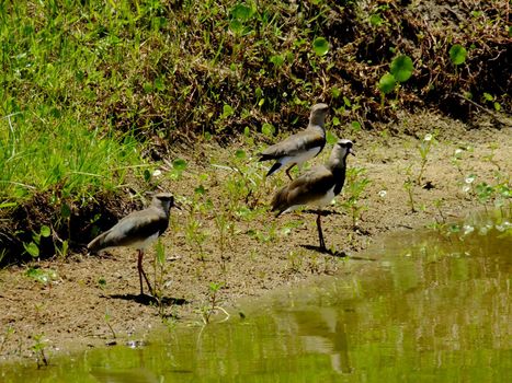 salvador, bahia / brazil - march 6, 2010: birds are seen near lake in the city of Salvador



