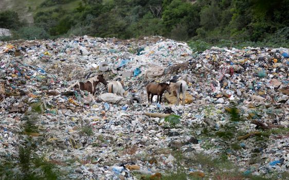 catu bahia / brazil - may 2, 2019: animals are seen in a landfill in the city of Catu.

