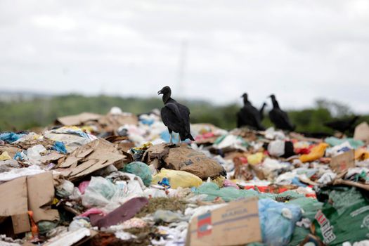 catu bahia / brazil - may 2, 2019: animals are seen in a landfill in the city of Catu.

