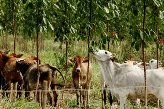 eunapolis, bahia / brazil - june 8, 2009: cattle ranching on the farm in the city of Eunapolis, in southern Bahia.


