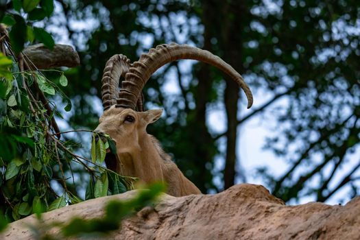 An ibex mountain goat steinbock  bouquetin Capra ibex while feeding on leaves on top of a mountain. Colorful wildlife photo of nature with green background