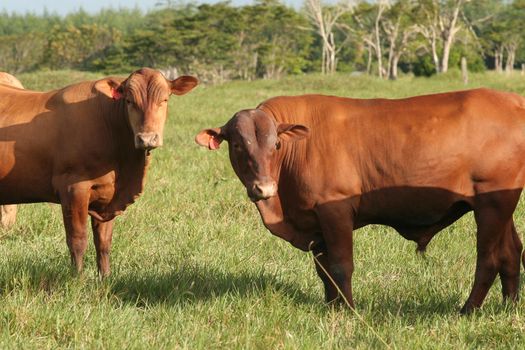 eunapolis, bahia / brazil - march 28, 2008: cattle are seen on a farm in the city of Eunapolis.