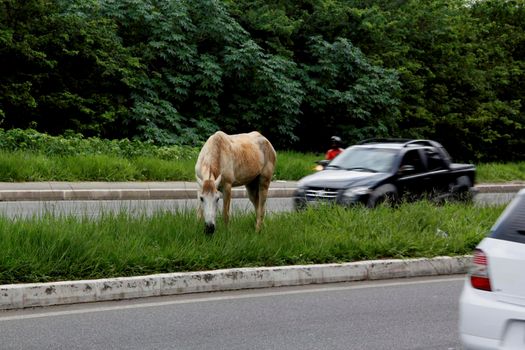 salvador, bahia / brazil - july 8, 2013: horse is seen grazing loose in the central construction site of Avenida Luiz Eduardo Magalhaes in the city of Salvador. A danger to drivers traveling on the spot.

