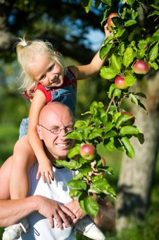 Young girl sitting on the should of her daddy picking an apple from a tree