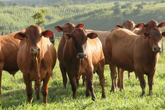 eunapolis, bahia / brazil - June 08, 2009: Animals are seen at cattle ranch in the city of Eunapolis.